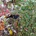 Amsel auf Nahrungssuche