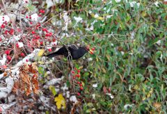 Amsel auf Nahrungssuche