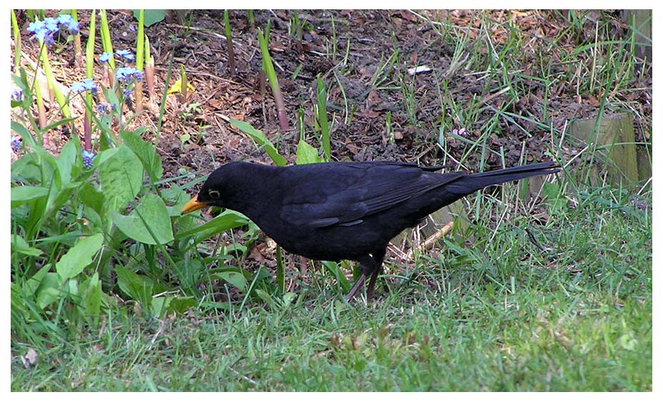 Amsel auf Nahrungssuche