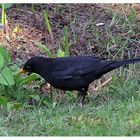 Amsel auf Nahrungssuche