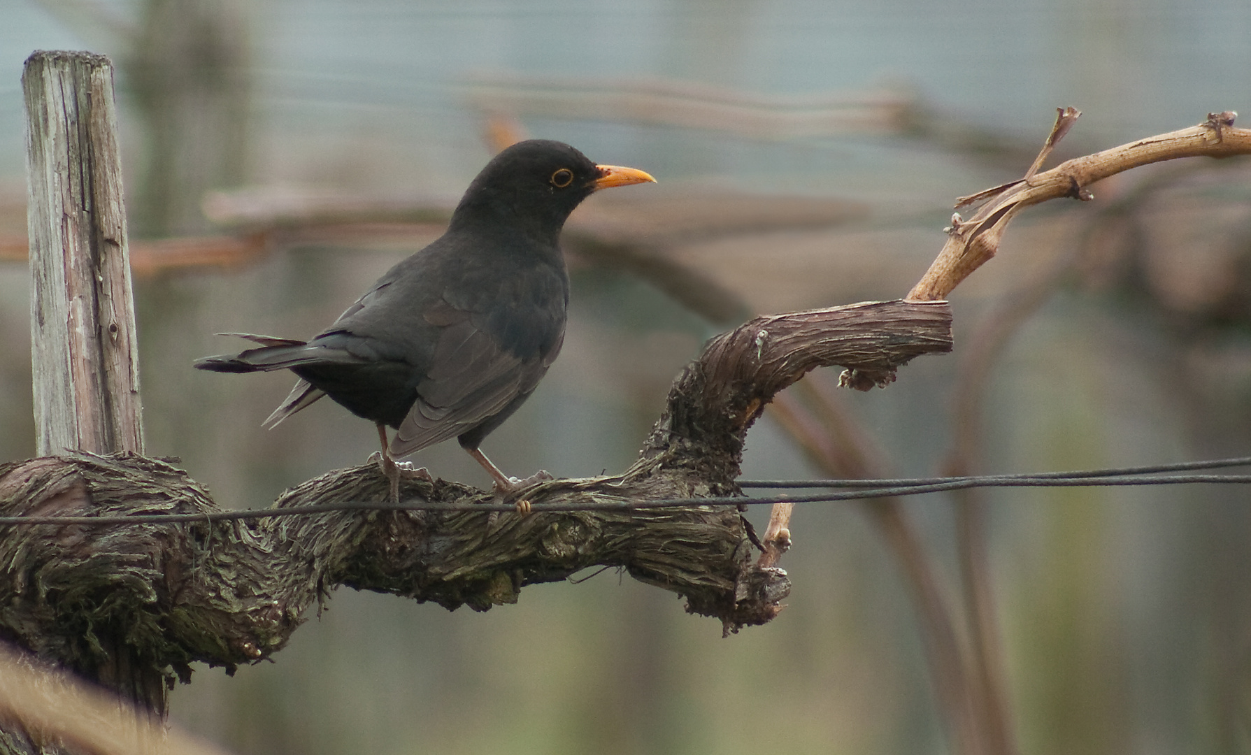 Amsel auf Rebstock