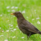 Amsel auf Sommerwiese