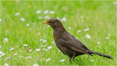 Amsel auf Sommerwiese