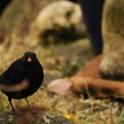 Amsel auf Stein