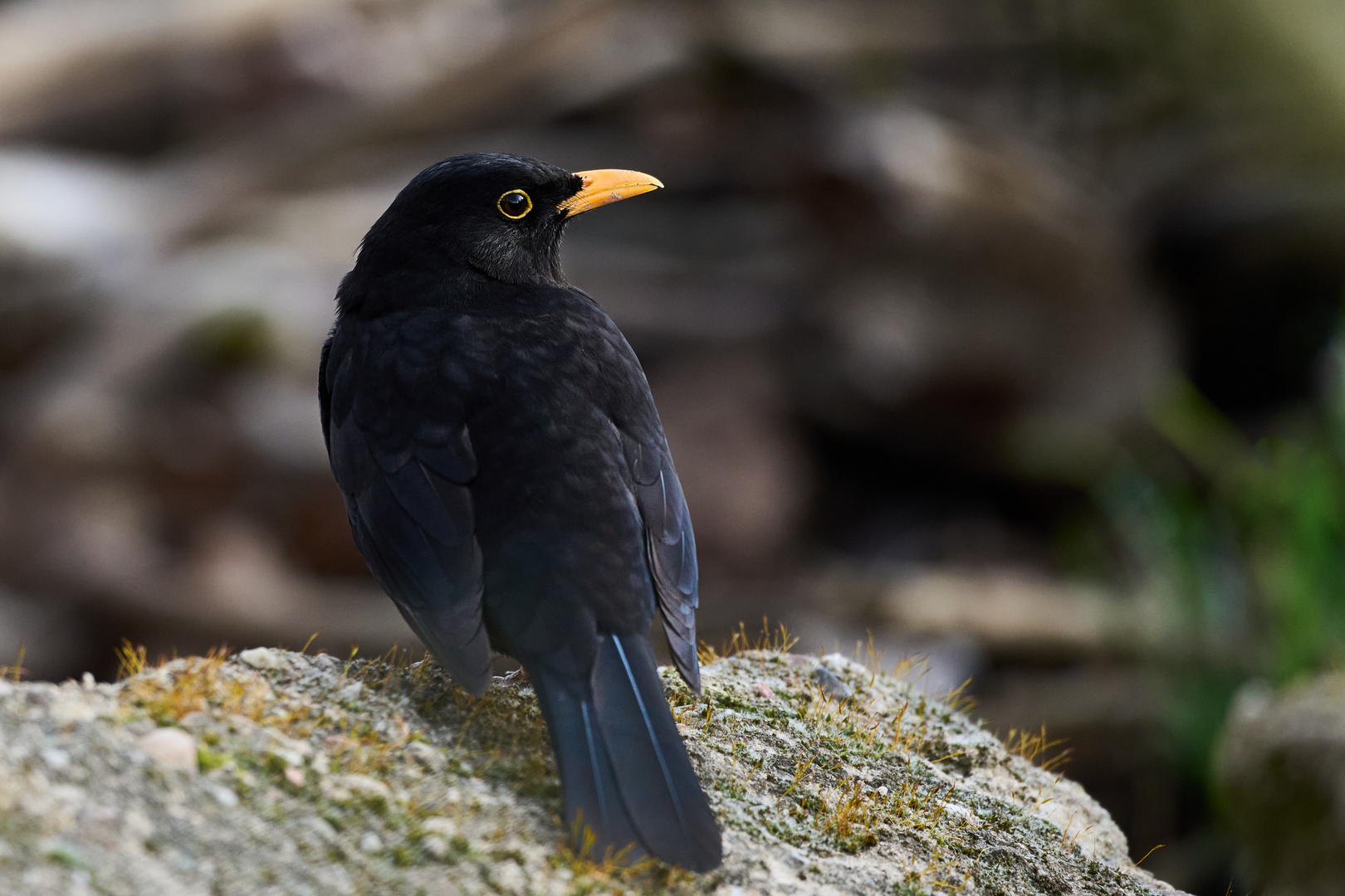 Amsel auf Stein