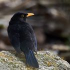 Amsel auf Stein