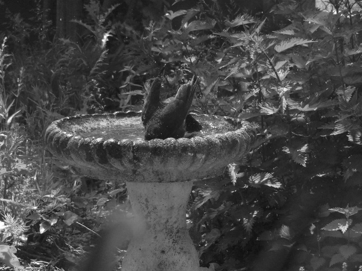 Amsel auf Tauchstation ... 