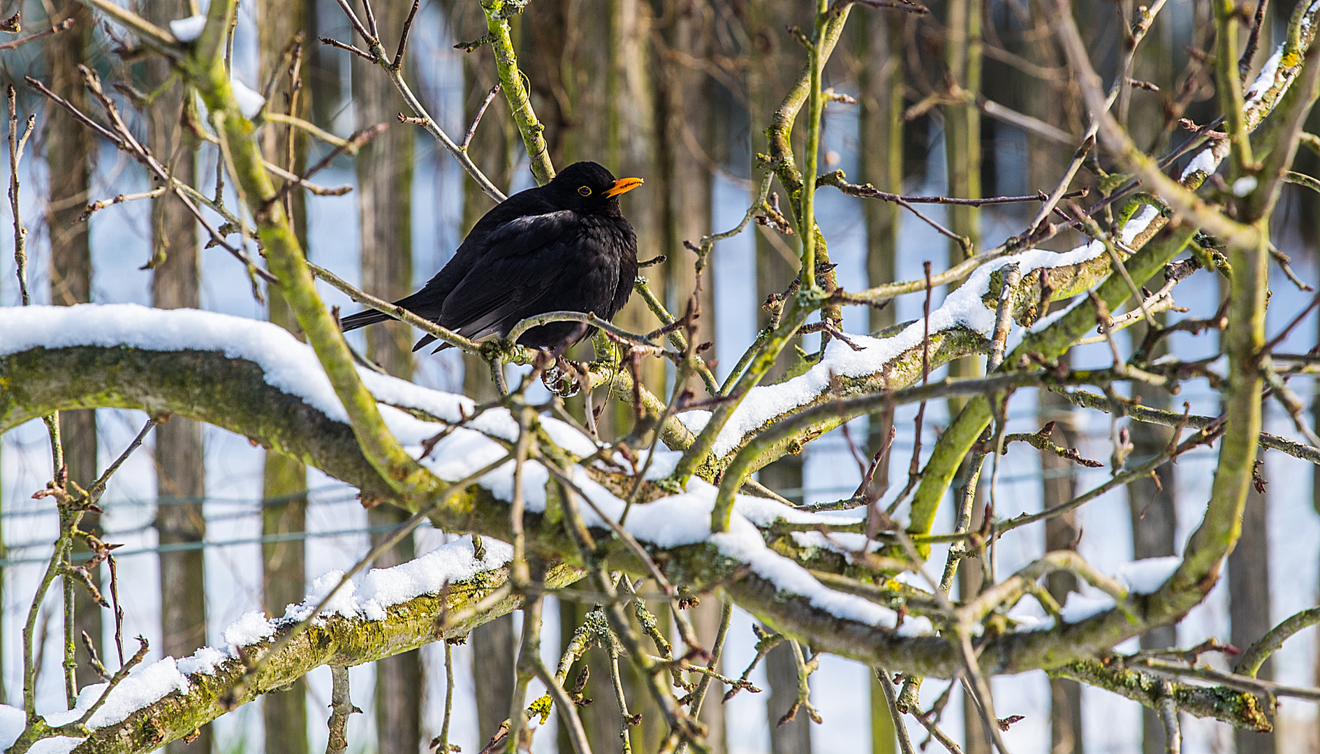 Amsel auf Wohnungssuche