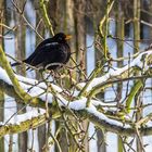 Amsel auf Wohnungssuche