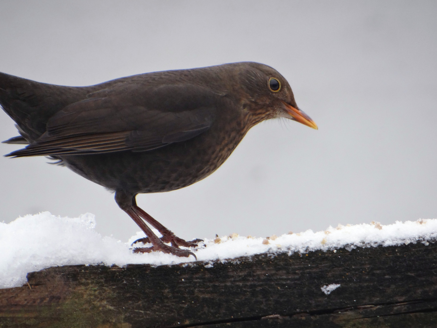 Amsel auf Zaun