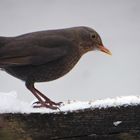 Amsel auf Zaun