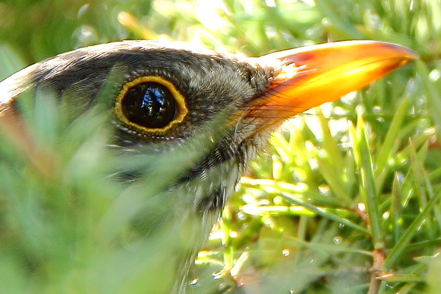 "Amsel-Augen-Spiegelung"