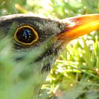 "Amsel-Augen-Spiegelung"