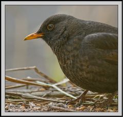 Amsel aus der Nähe