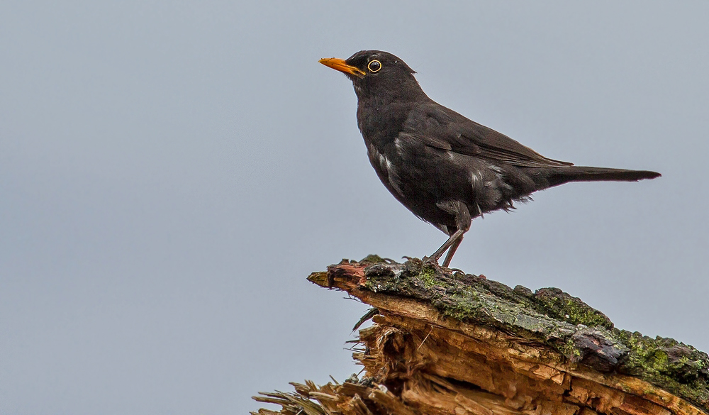 Amsel Aussichtspunkt