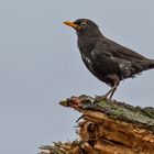 Amsel Aussichtspunkt