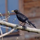 Amsel