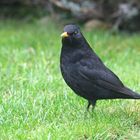 Amsel