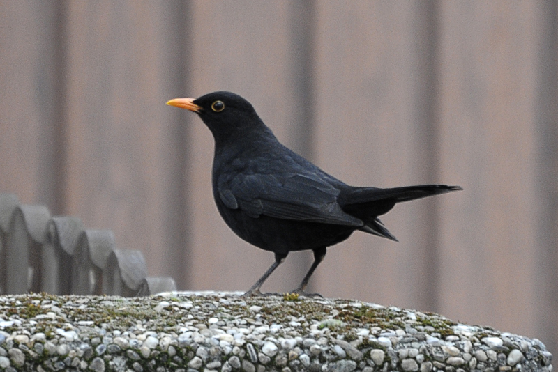 Amsel