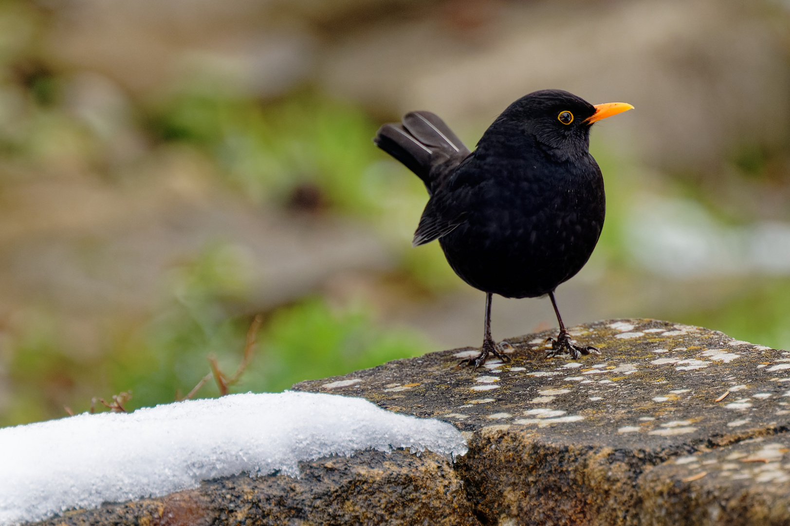 Amsel