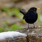 Amsel