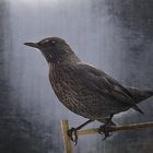 Amsel