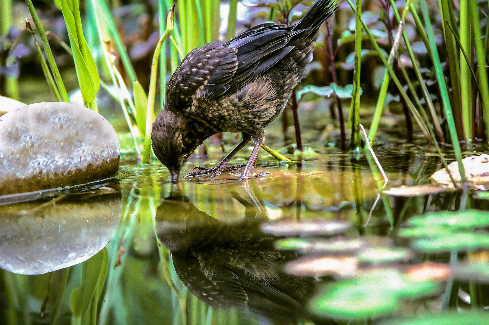 Amsel