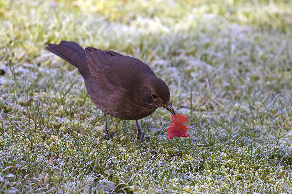 Amsel ...