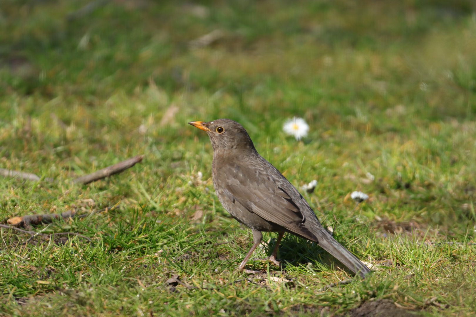 Amsel