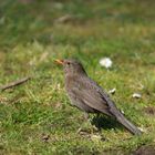 Amsel