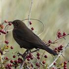 Amsel