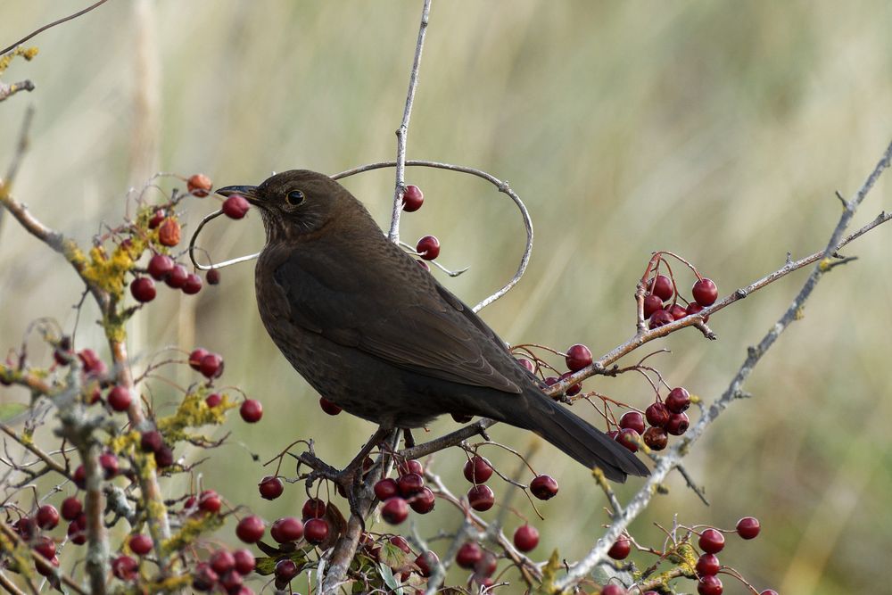 Amsel