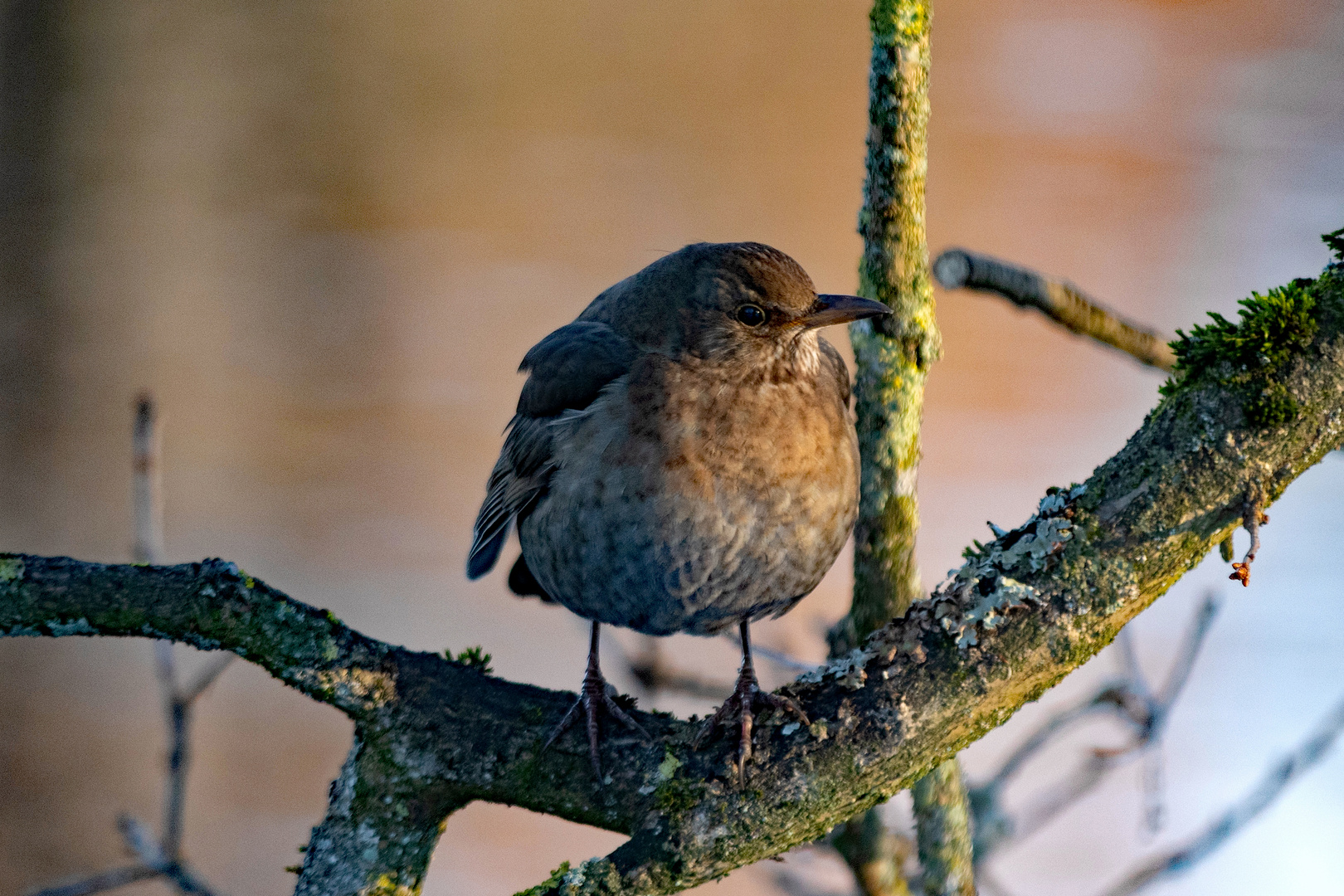 Amsel