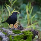 --- Amsel ---