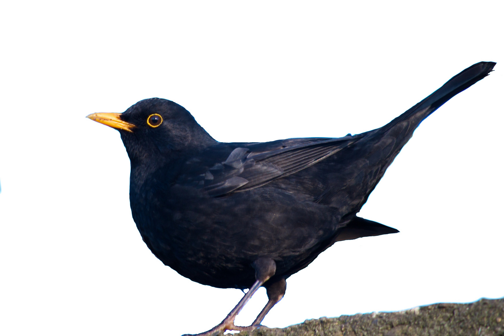 Amsel