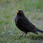 Amsel