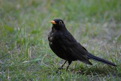 Amsel