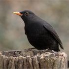 Amsel ...