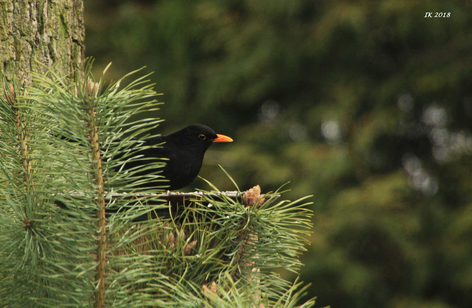 Amsel 