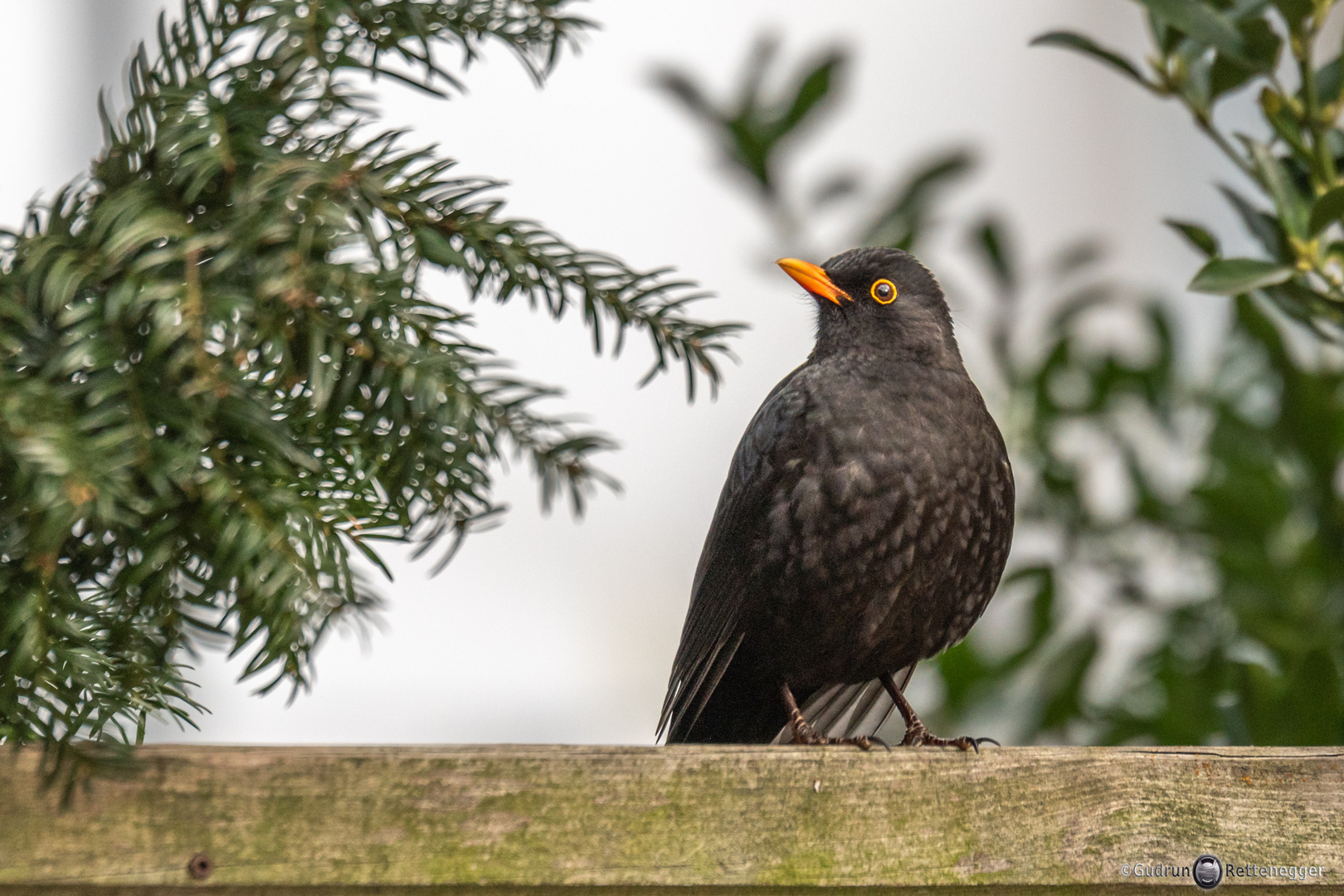 Amsel