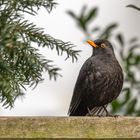 Amsel