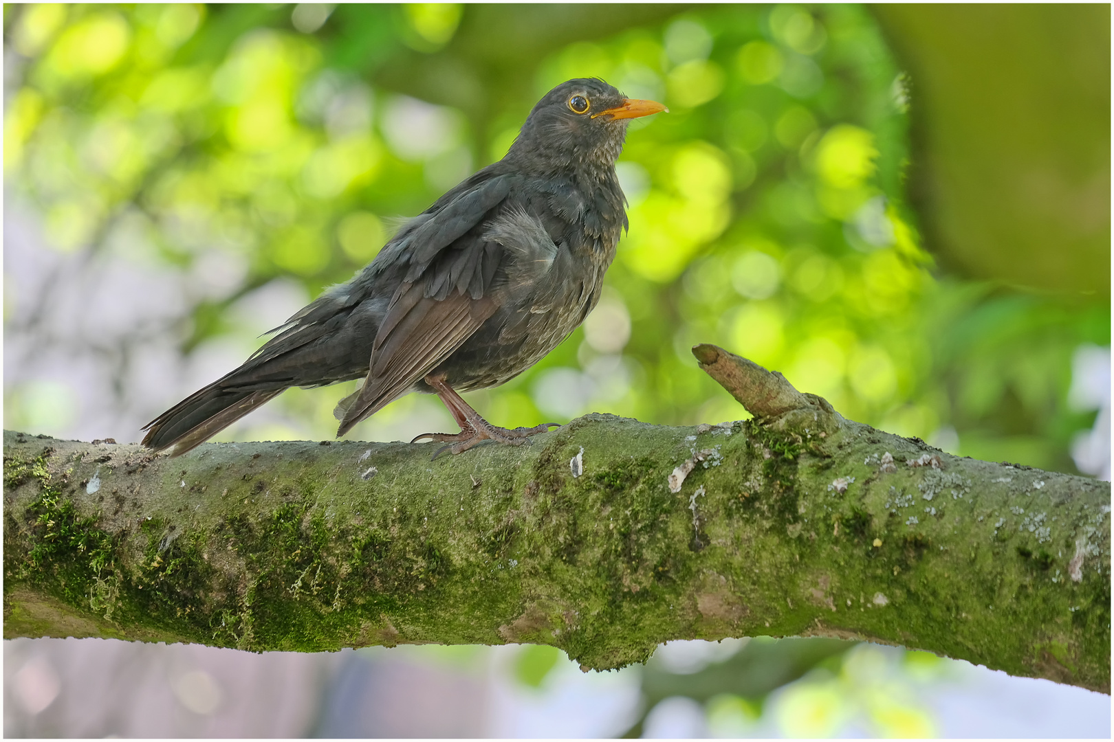 Amsel 