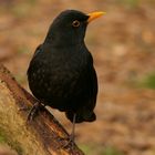 Amsel