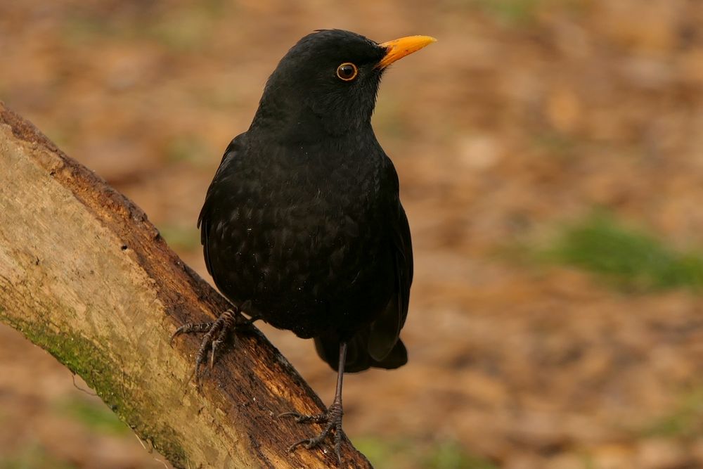 Amsel