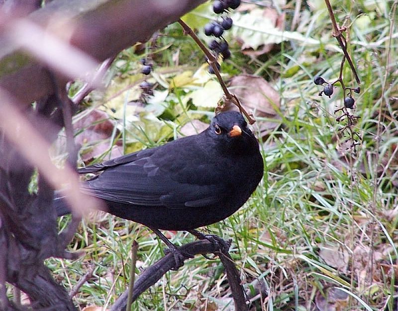 Amsel