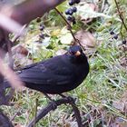 Amsel