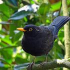 Amsel