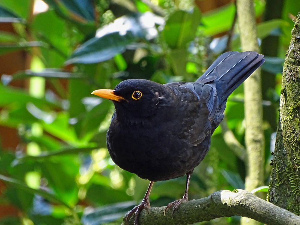 Amsel