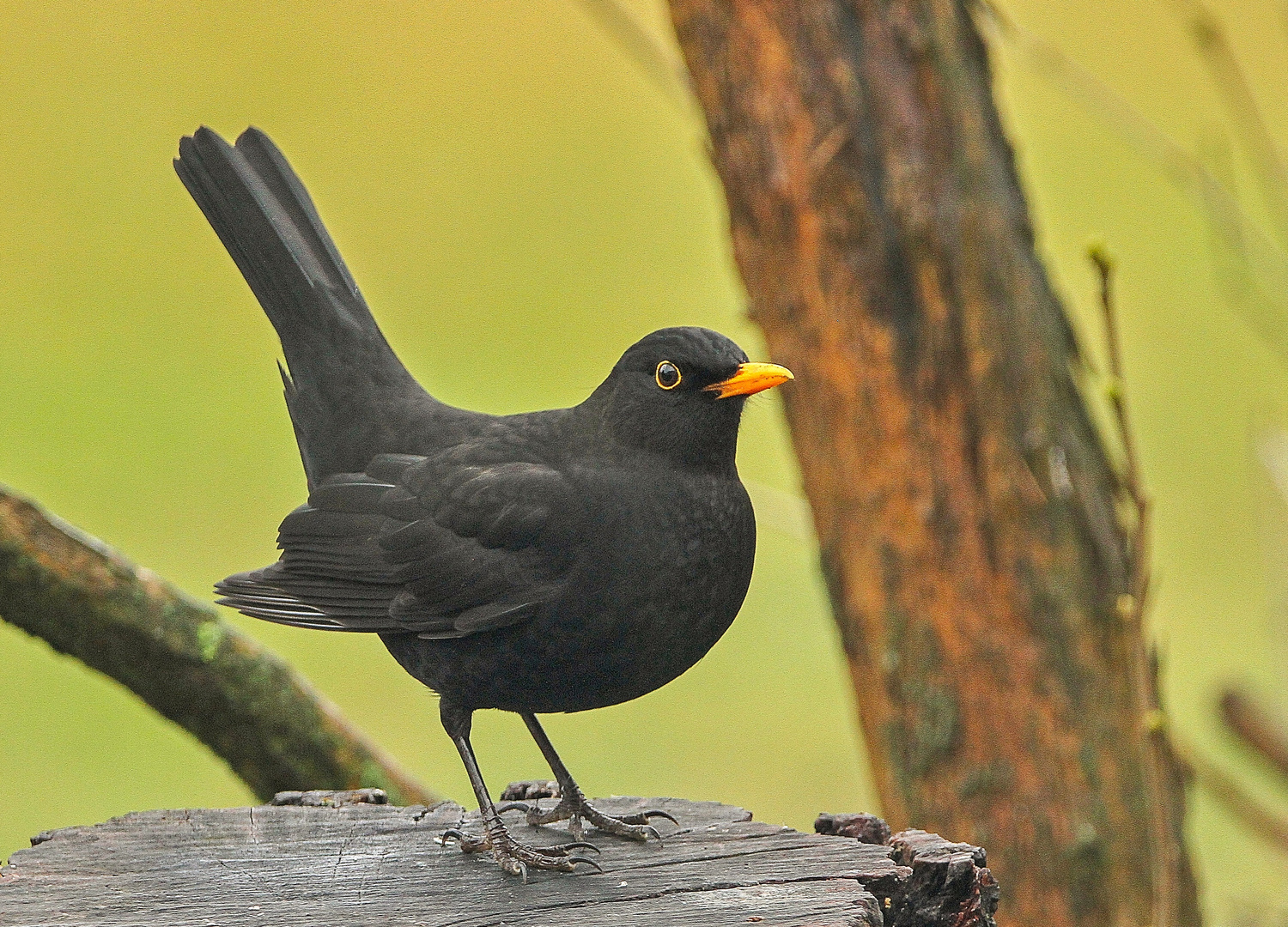 Amsel