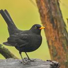 Amsel